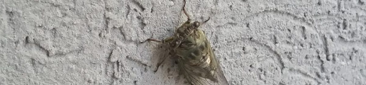 A1 Bed Bug Exterminator Chicago